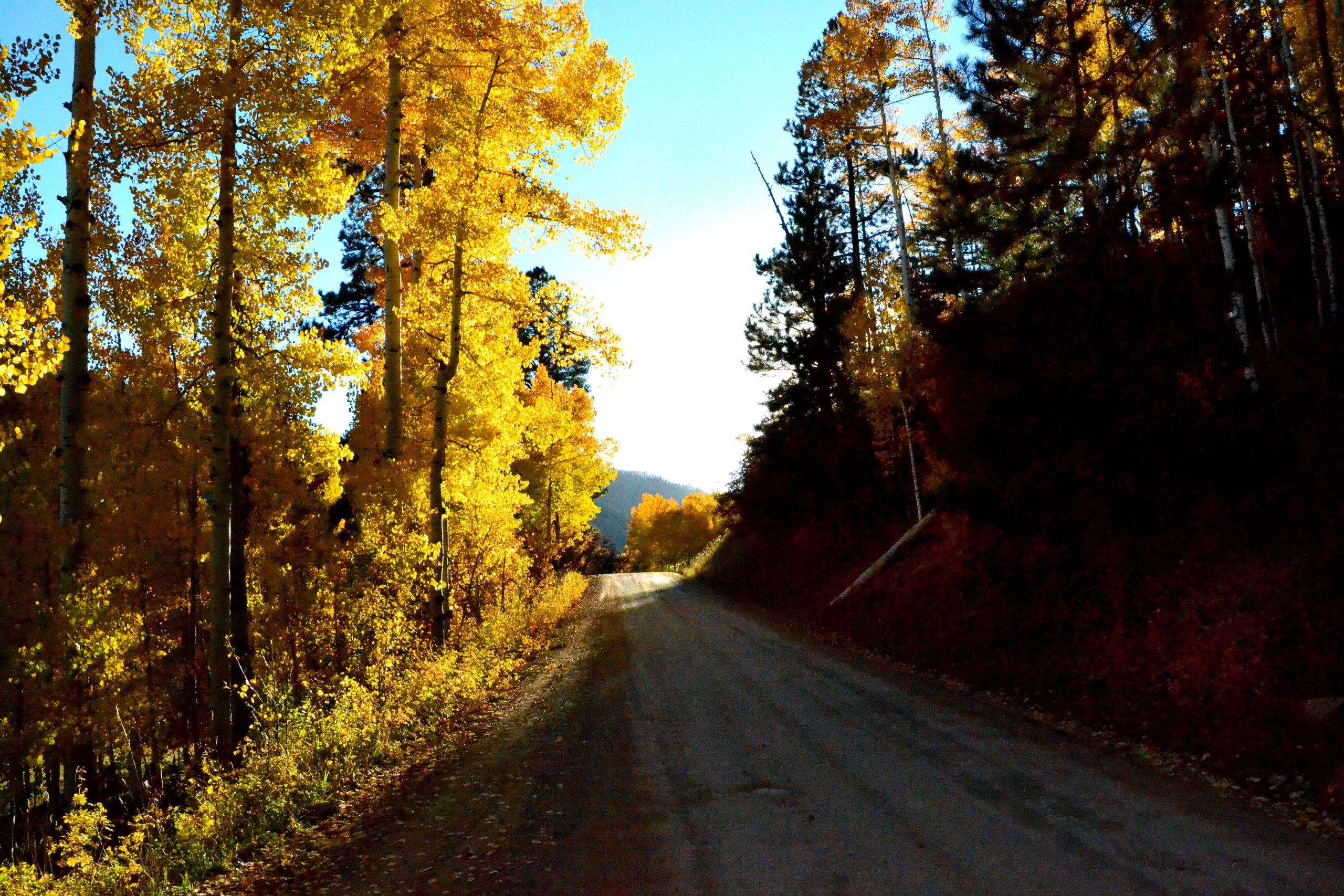 a road less traveled in a yellow wood