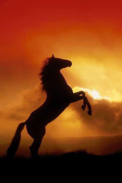 Black stallion rearing against a sunset