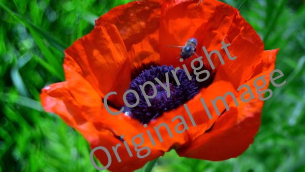Jewel tone poppy with Bee 4 set printed panel original image