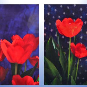 Buy Both Patriotic red tulips on blue and starry background printed photo panels and save 10 dollars