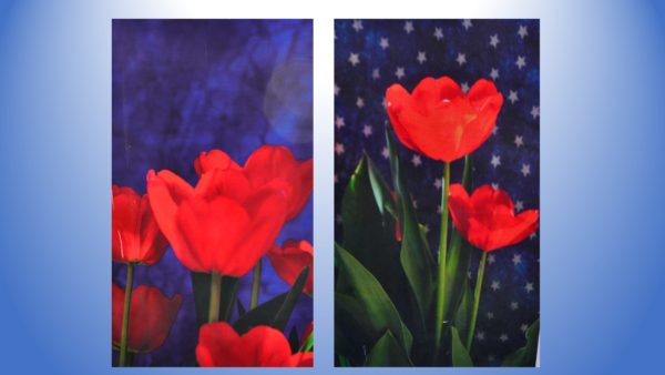 Buy Both Patriotic red tulips on blue and starry background printed photo panels and save 10 dollars