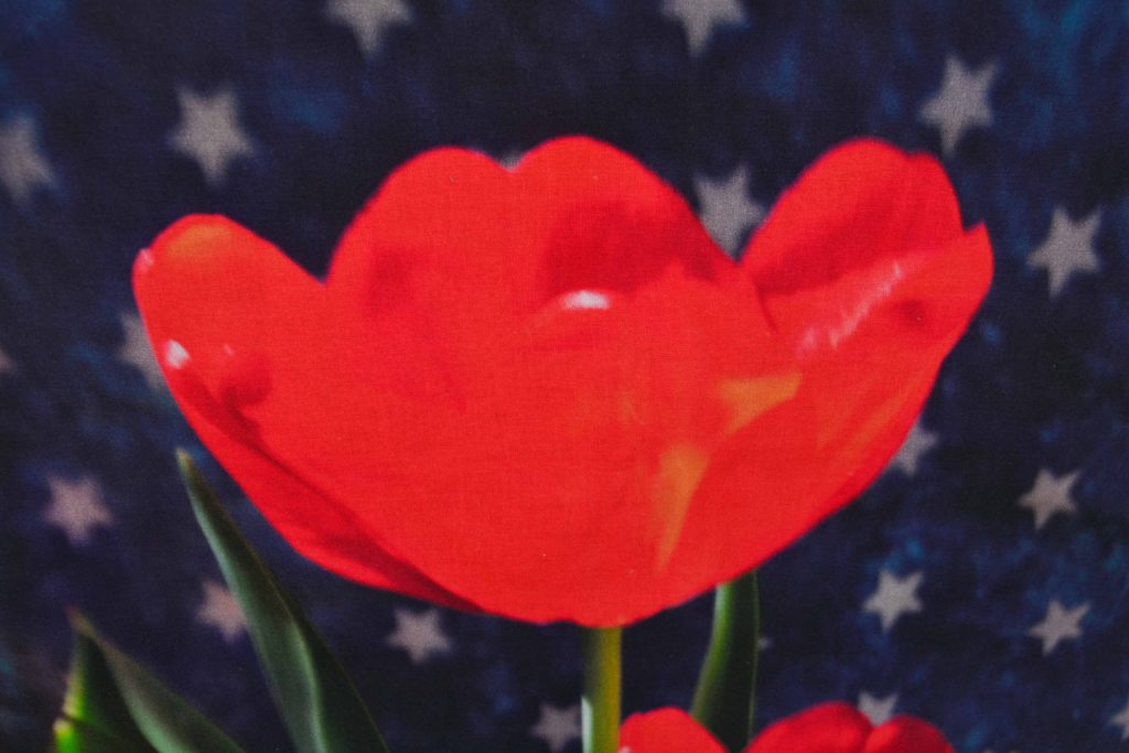 red tulip printed photo panel on star background