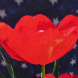 red tulip printed photo panel on star background